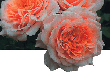 Rose Paul Bocuse