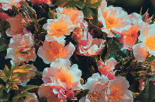 Rose Pierre Gagniere