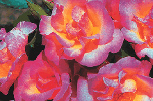 Rose Olivier Roellinger