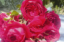 Rose Harald Wohlfahrt